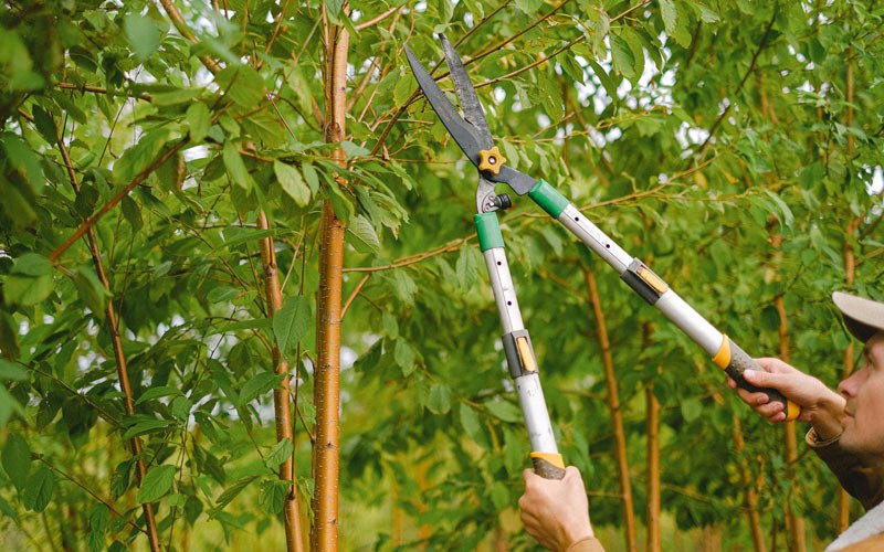 Tree trimming in Auburntown, TN