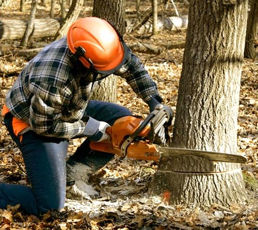 Tree Removal in Auburntown, TN